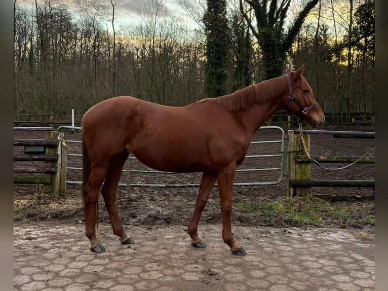Thoroughbred Gelding 5 years 16,1 hh Chestnut-Red in Hamburg Lemsahl-MellingstedtHamburg