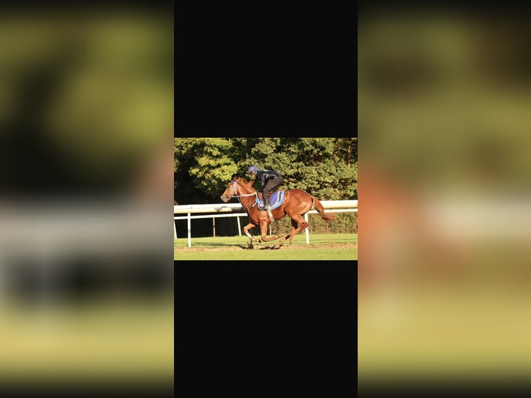 Thoroughbred Gelding 5 years 16,1 hh Chestnut-Red in Hamburg Lemsahl-MellingstedtHamburg
