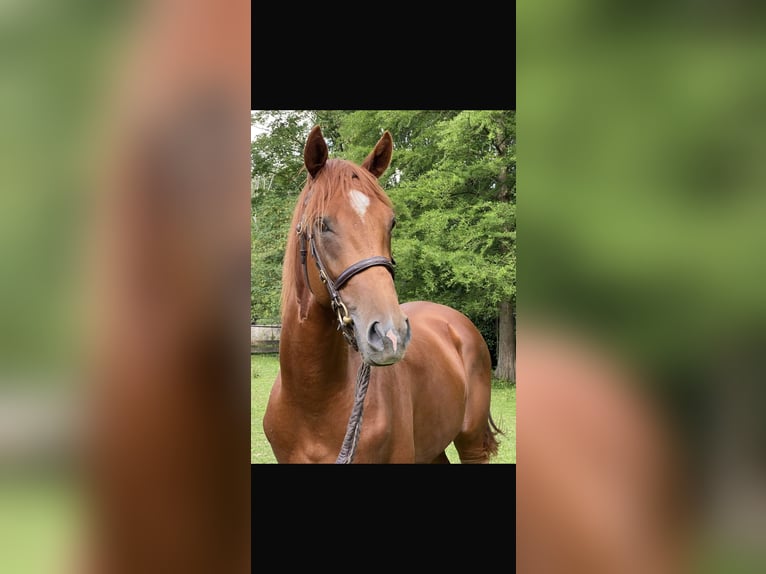 Thoroughbred Gelding 5 years 16,1 hh Chestnut-Red in Hamburg Lemsahl-MellingstedtHamburg