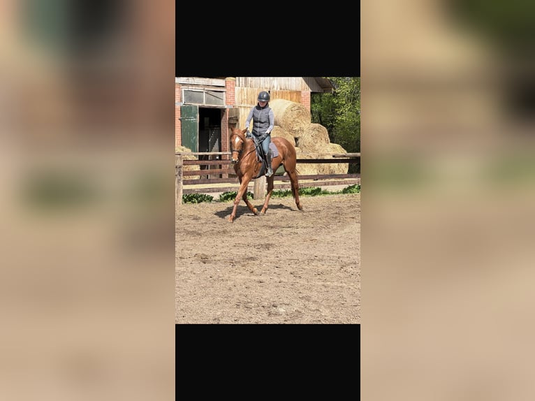 Thoroughbred Gelding 5 years 16,1 hh Chestnut-Red in Hamburg Lemsahl-MellingstedtHamburg