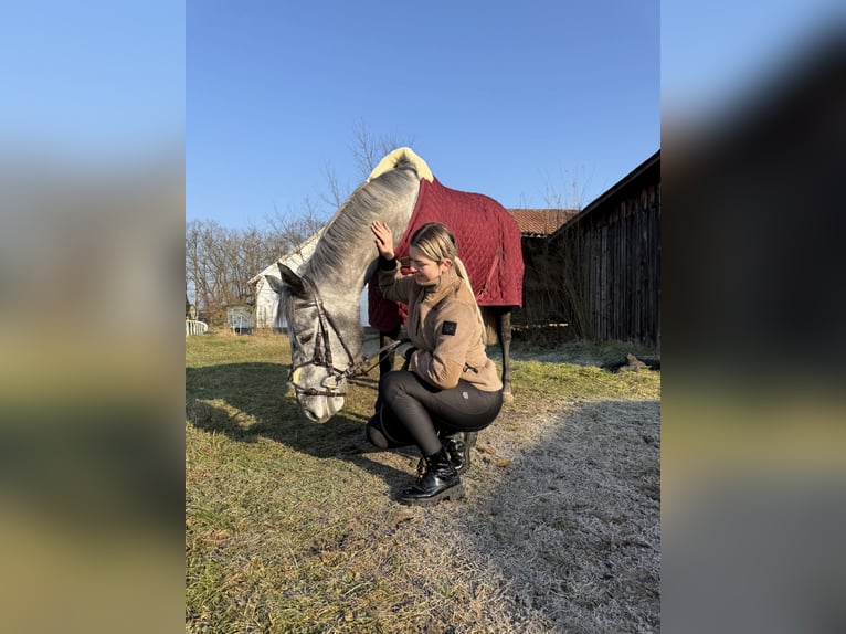 Thoroughbred Gelding 5 years 16,1 hh Grey-Dapple in Ilsfeld