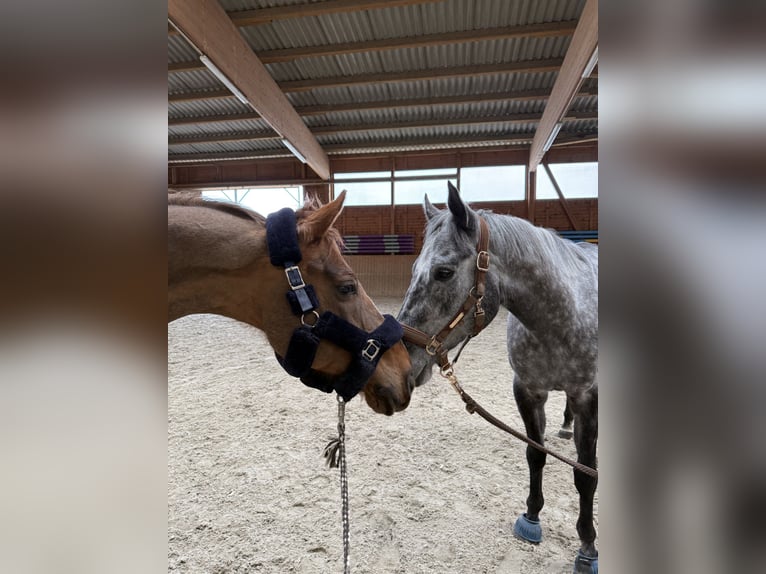 Thoroughbred Gelding 5 years 16,1 hh Grey-Dapple in Ilsfeld