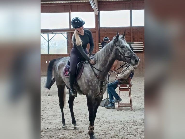 Thoroughbred Gelding 5 years 16,1 hh Grey-Dapple in Ilsfeld
