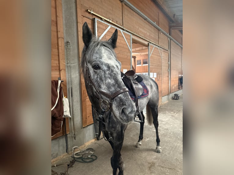 Thoroughbred Gelding 5 years 16,1 hh Grey-Dapple in Ilsfeld
