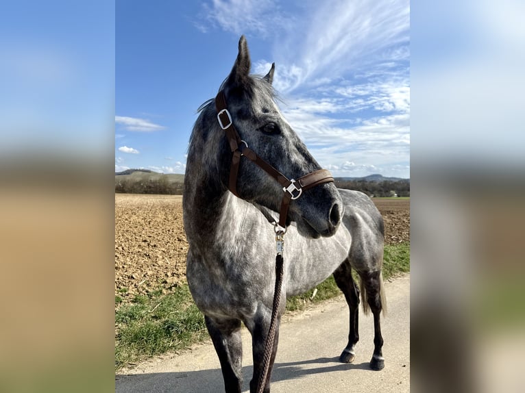 Thoroughbred Gelding 5 years 16,1 hh Grey-Dapple in Ilsfeld