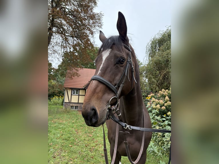 Thoroughbred Gelding 5 years 16,2 hh Brown in Neuenhagen
