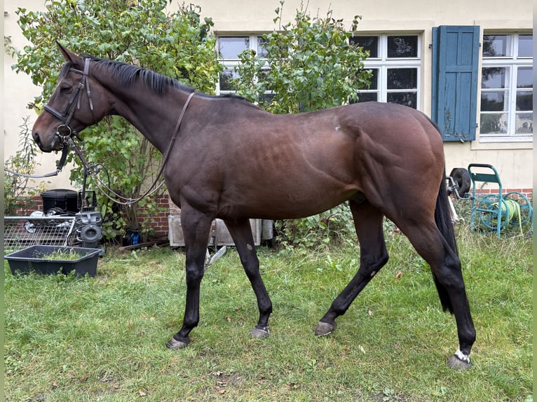 Thoroughbred Gelding 5 years 16,2 hh Brown in Neuenhagen