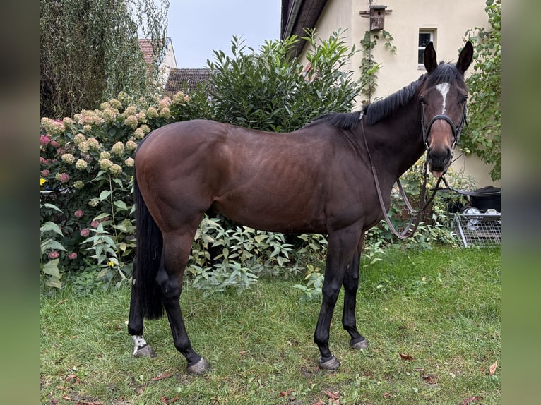 Thoroughbred Gelding 5 years 16,2 hh Brown in Neuenhagen