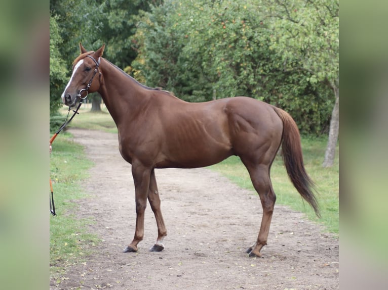 Thoroughbred Gelding 5 years 16,2 hh Chestnut-Red in Burgwedel