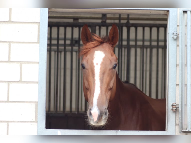 Thoroughbred Gelding 5 years 16,2 hh Chestnut-Red in Burgwedel