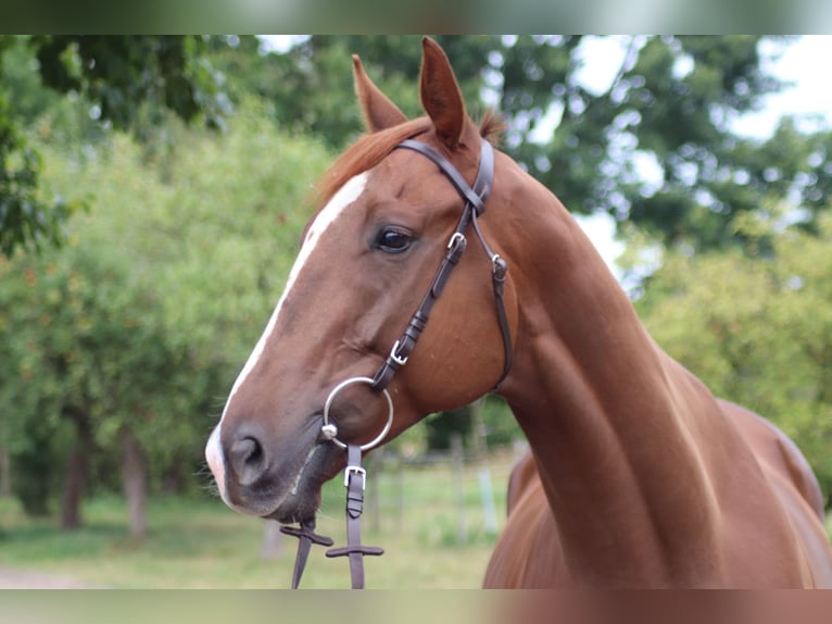 Thoroughbred Gelding 5 years 16,2 hh Chestnut-Red in Burgwedel