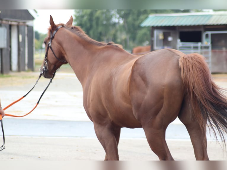 Thoroughbred Gelding 5 years 16,2 hh Chestnut-Red in Burgwedel