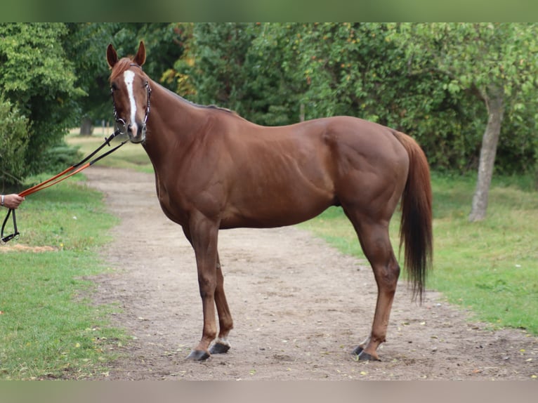 Thoroughbred Gelding 5 years 16,2 hh Chestnut-Red in Burgwedel