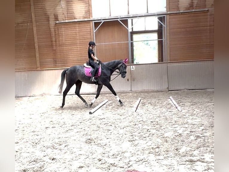Thoroughbred Gelding 5 years 16,2 hh Grey-Dapple in Iffezheim