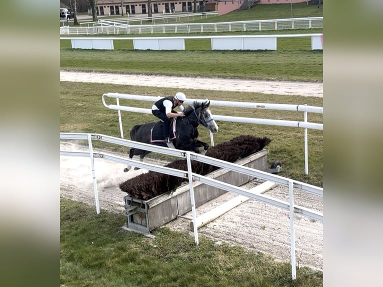 Thoroughbred Gelding 5 years 16,2 hh Grey-Dapple in Iffezheim