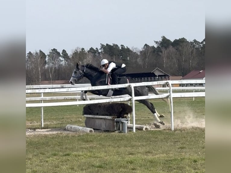 Thoroughbred Gelding 5 years 16,2 hh Grey-Dapple in Iffezheim