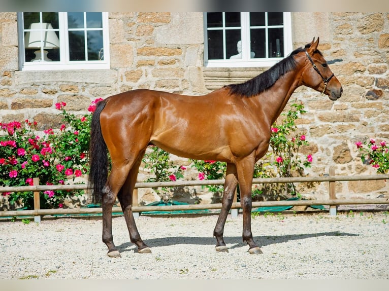 Thoroughbred Gelding 5 years 16,2 hh Smoky-Black in Boulogne-Billancourt