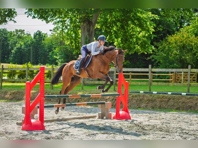 Thoroughbred Gelding 5 years 16,2 hh Smoky-Black in Boulogne-Billancourt