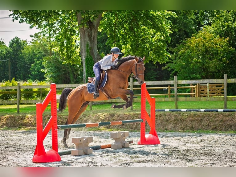Thoroughbred Gelding 5 years 16,2 hh Smoky-Black in Boulogne-Billancourt