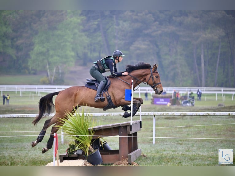 Thoroughbred Gelding 5 years 17 hh Bay-Dark in Brunete