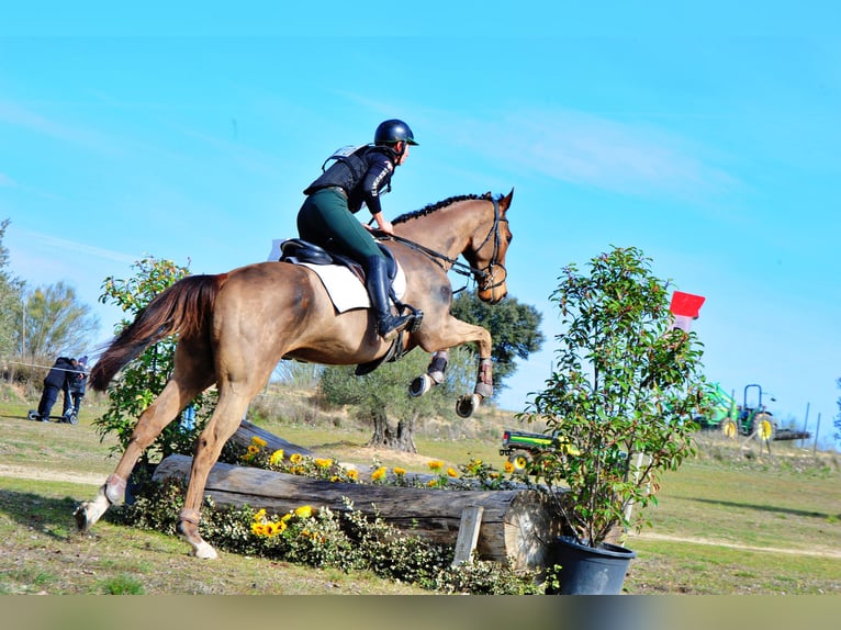 Thoroughbred Gelding 5 years 17 hh Bay-Dark in Brunete