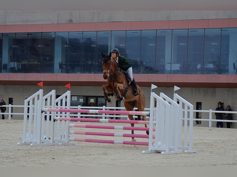 Thoroughbred Gelding 5 years 17 hh Bay-Dark in Brunete