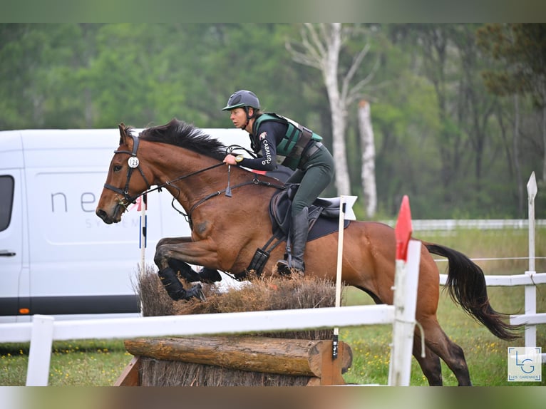 Thoroughbred Gelding 5 years 17 hh Bay-Dark in Brunete