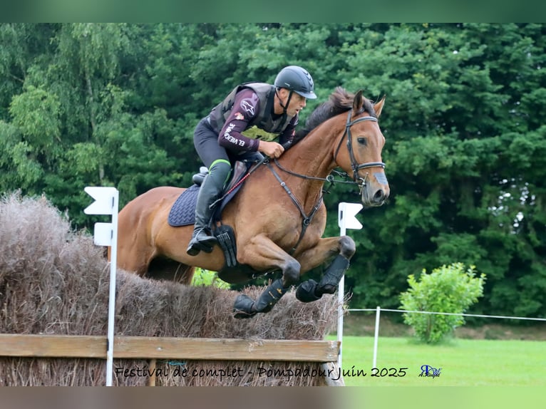 Thoroughbred Gelding 5 years 17 hh Bay-Dark in Brunete