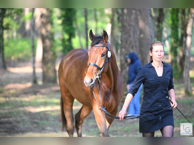 Thoroughbred Gelding 5 years 17 hh Bay-Dark in Brunete