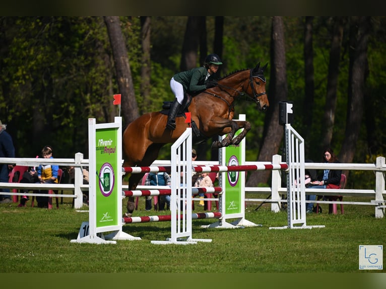 Thoroughbred Gelding 5 years 17 hh Bay-Dark in Brunete