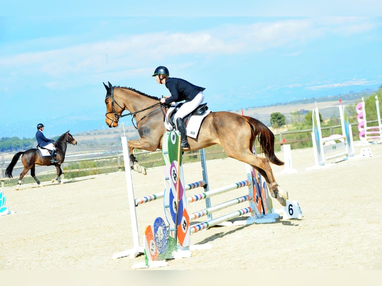 Thoroughbred Gelding 5 years 17 hh Bay-Dark in Brunete