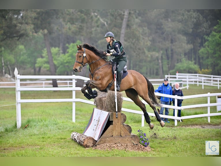Thoroughbred Gelding 5 years 17 hh Bay-Dark in Brunete