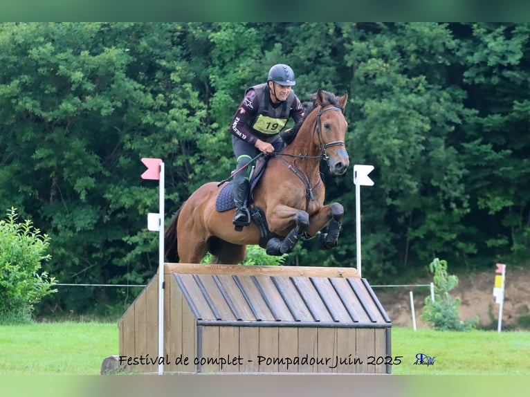 Thoroughbred Gelding 5 years 17 hh Bay-Dark in Brunete