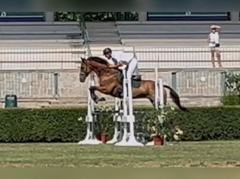 Thoroughbred Gelding 5 years 17 hh Bay-Dark in Brunete