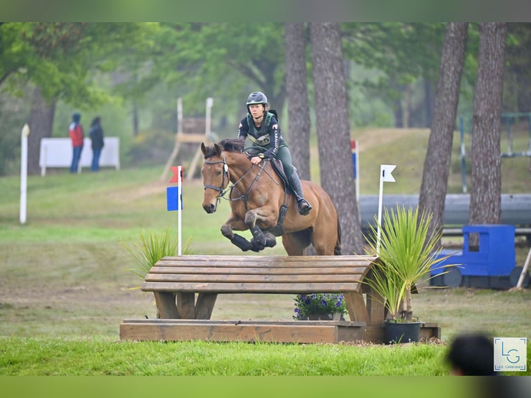 Thoroughbred Gelding 5 years 17 hh Bay-Dark in Brunete