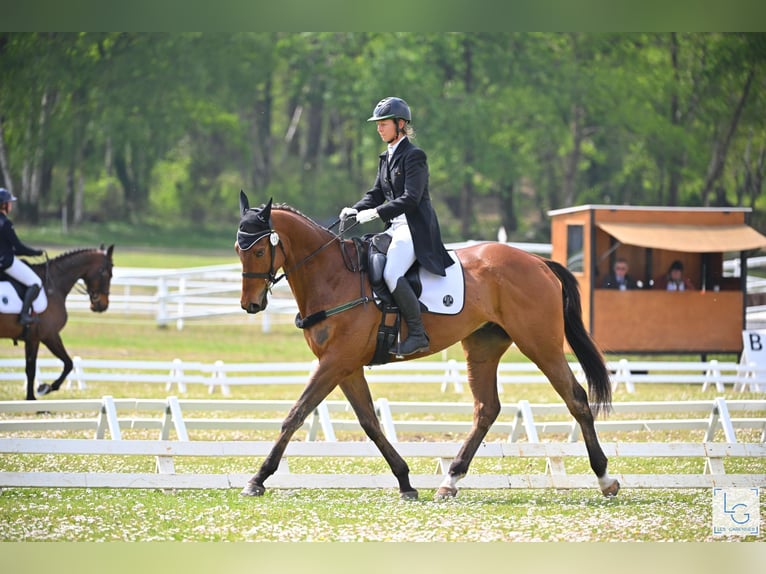 Thoroughbred Gelding 5 years 17 hh Bay-Dark in Brunete