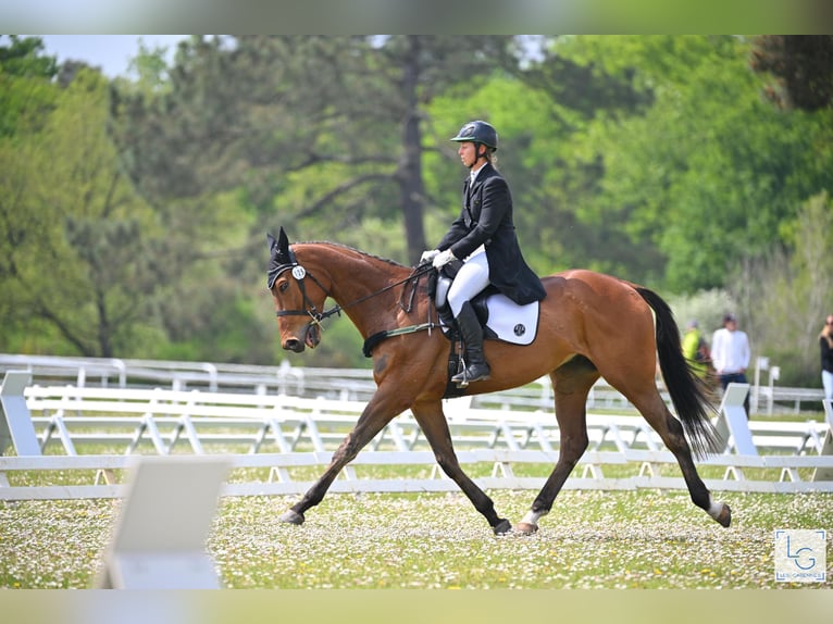 Thoroughbred Gelding 5 years 17 hh Bay-Dark in Brunete