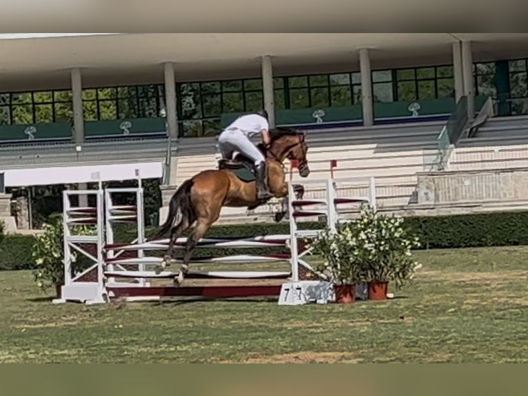 Thoroughbred Gelding 5 years 17 hh Bay-Dark in Brunete