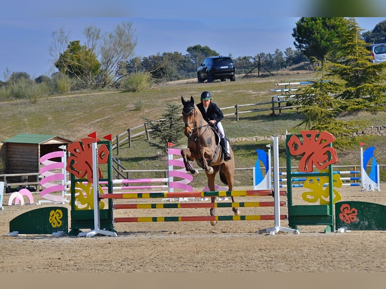 Thoroughbred Gelding 5 years 17 hh Bay-Dark in Brunete