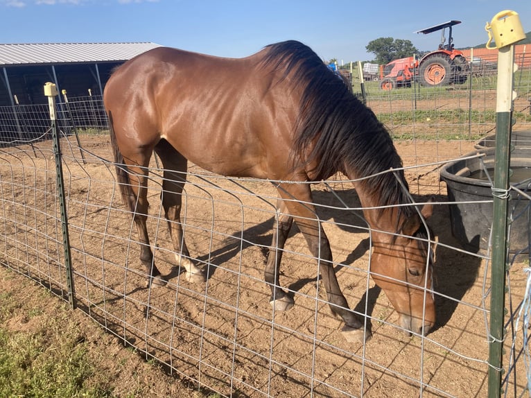 Thoroughbred Gelding 5 years 17 hh Bay in Red Oak