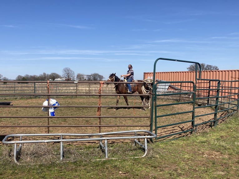 Thoroughbred Gelding 5 years 17 hh Bay in Red Oak