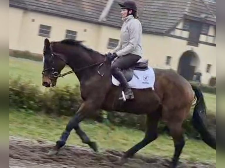 Thoroughbred Gelding 5 years 17 hh Brown in Neuenhagen