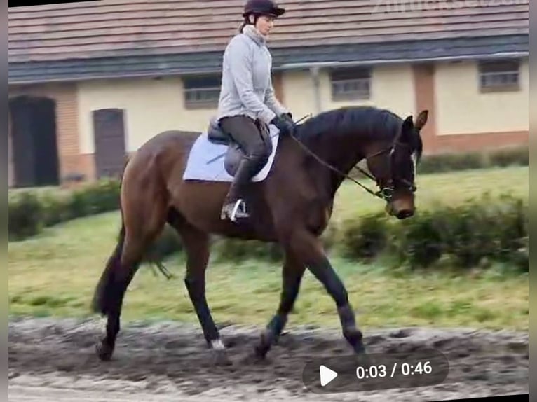 Thoroughbred Gelding 5 years 17 hh Brown in Neuenhagen