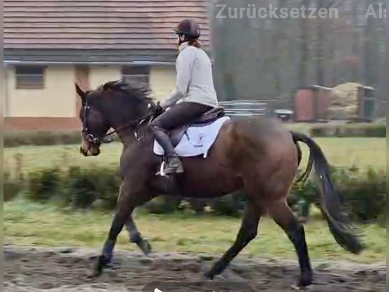Thoroughbred Gelding 5 years 17 hh Brown in Neuenhagen