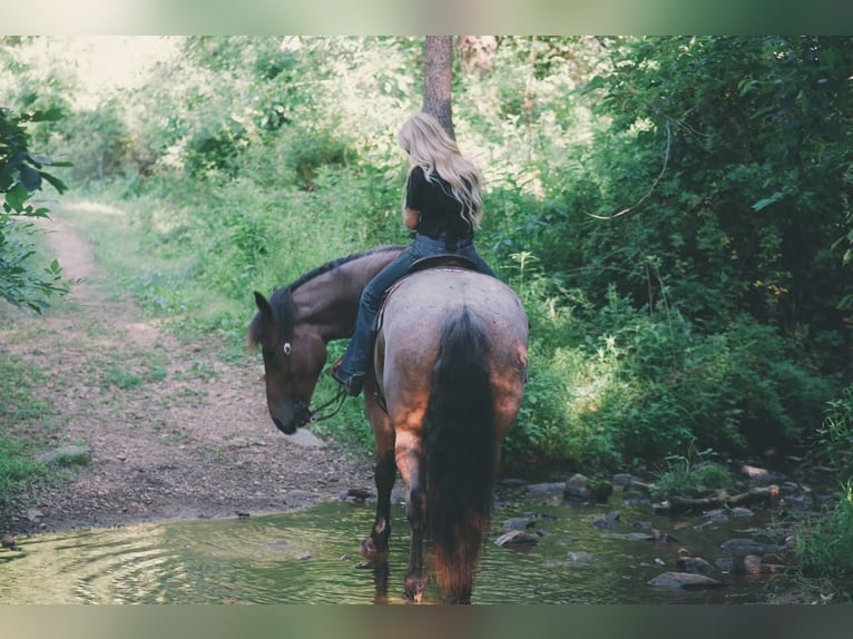 Thoroughbred Mix Gelding 5 years 17 hh Roan-Bay in Littlestown