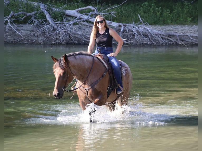 Thoroughbred Mix Gelding 5 years 17 hh Roan-Bay in Littlestown