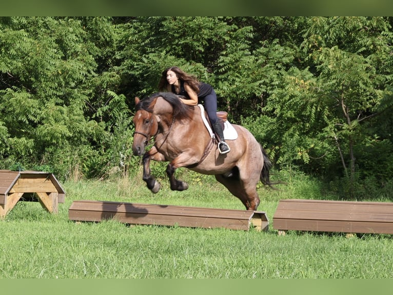 Thoroughbred Mix Gelding 5 years 17 hh Roan-Bay in Littlestown