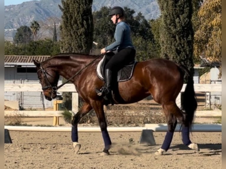 Thoroughbred Gelding 5 years 18 hh Bay in Burbank Ca