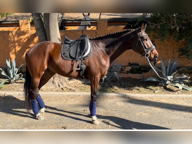 Thoroughbred Gelding 5 years 18 hh Bay in Burbank Ca