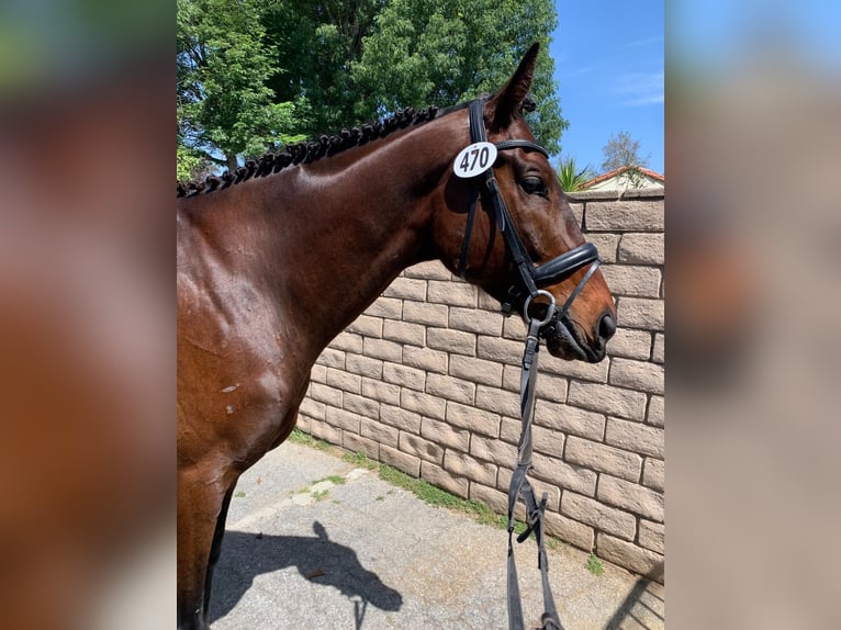 Thoroughbred Gelding 5 years 18 hh Bay in Burbank Ca